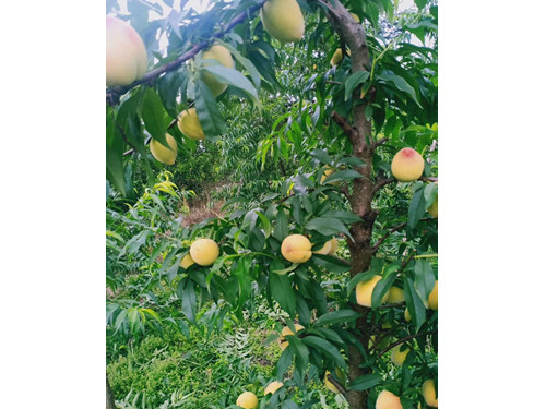 黃桃